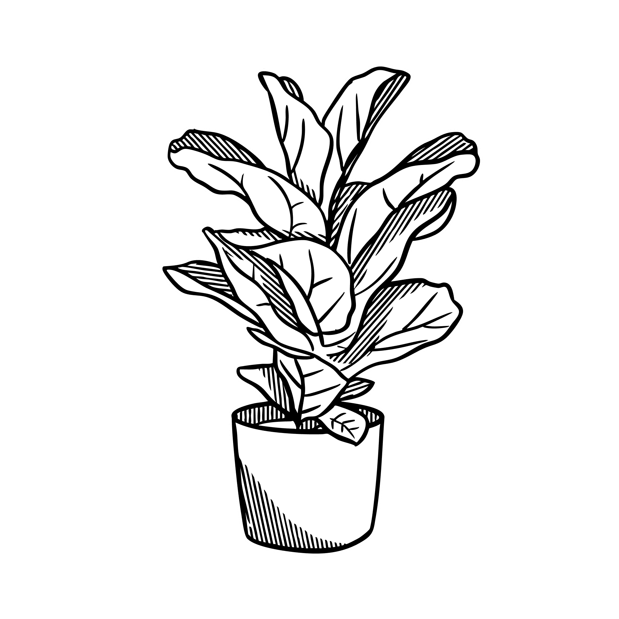 Fiddle Leaf Fig